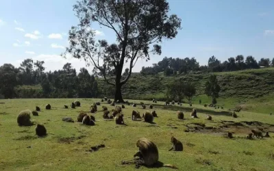 Trekking in the Bale Mountains – 5 Days